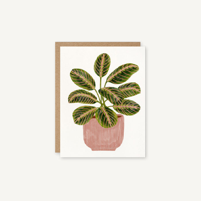 Maranta Leuconeura - Prayer Plant Everyday Card