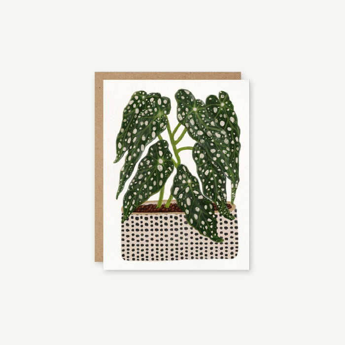 Begonia maculata - Spotted Polka Dot Potted Houseplant Card