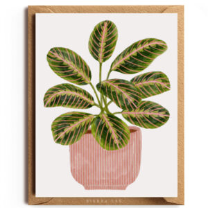 Maranta Leuconeura (Prayer Plant)